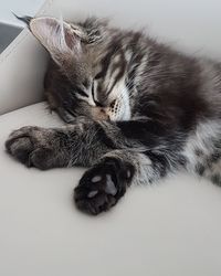 Close-up of cat lying down