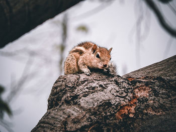 Close-up of squirrel on tree trunk