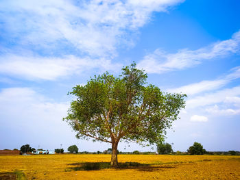 Tree on field against sky