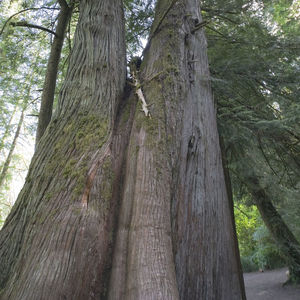 Low angle view of trees in forest