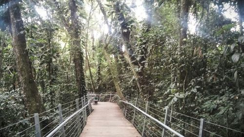 Footbridge in forest