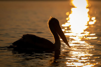 Close-up of pelican at sunset