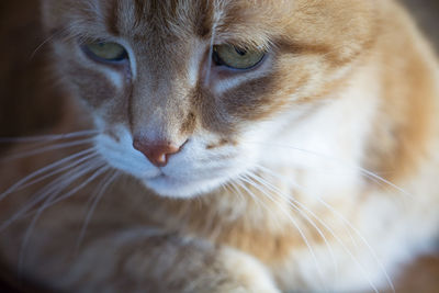 Close-up of a cat looking away