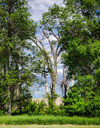Trees on field against sky