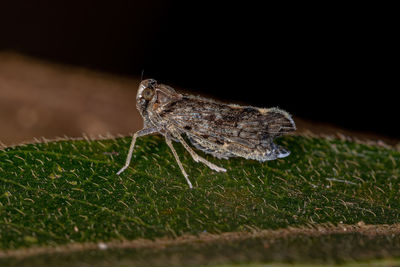 Close-up of insect on grass