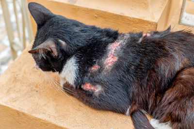 Close-up of dog sleeping