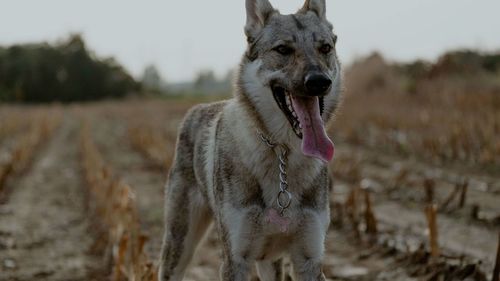 Dog on field against sky