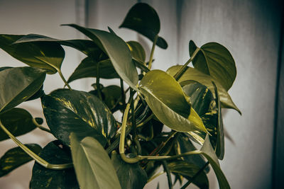 Close-up of flowering plant