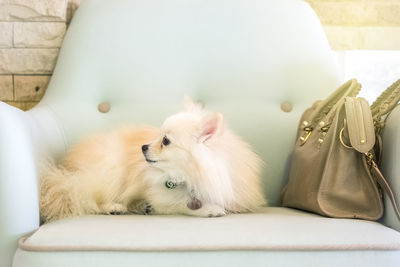 Close-up of dog relaxing at home