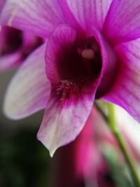 Close-up of pink flower