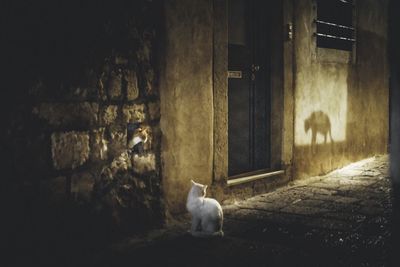 Cat sitting on wall of building