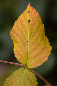 Close-up of maple leaf