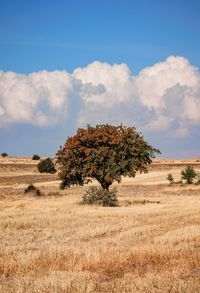 Tree on field against sky