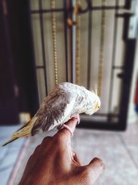 Close-up of hand holding bird