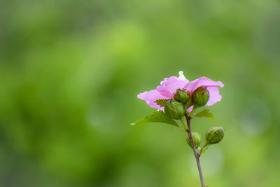 Close-up of pink rose