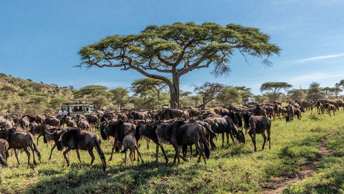 Wildebeest in a field