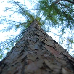 Low angle view of tree in forest against sky