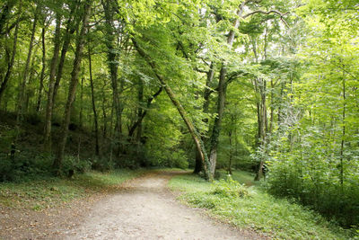 Footpath amidst trees in forest