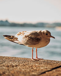 Close-up of seagull perching on a beach