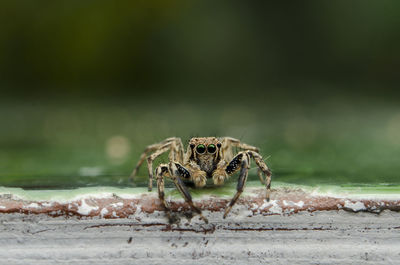 Close-up of spider