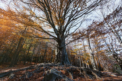 Trees in forest during autumn