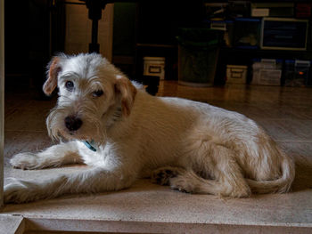 Portrait of dog resting on floor at home