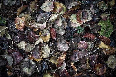 Full frame shot of fallen leaves