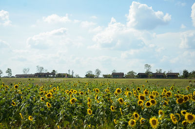 Scenic view of sunflower field against cloudy sky