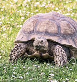 Close-up of a turtle on field