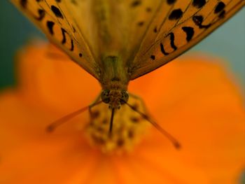 Close-up of butterfly on orange flower