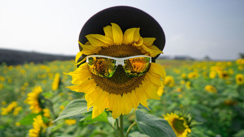 Close-up of yellow sunflower on field