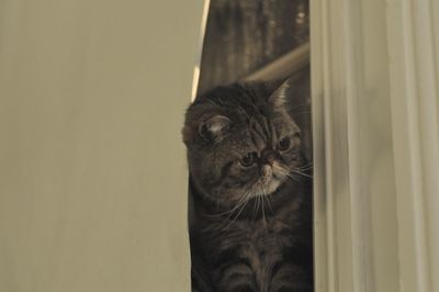 Shorthair cat peeking from curtain