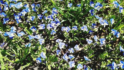 Close-up low angle view of flowers