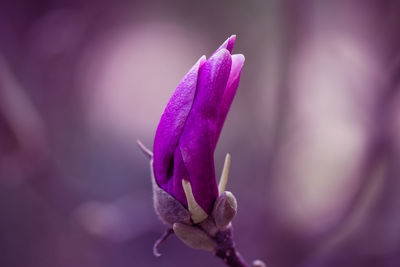 Close-up of magnolia bud at park