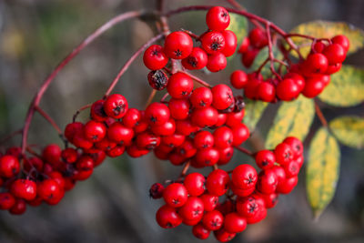 Close-up of rowanberries growing on branch