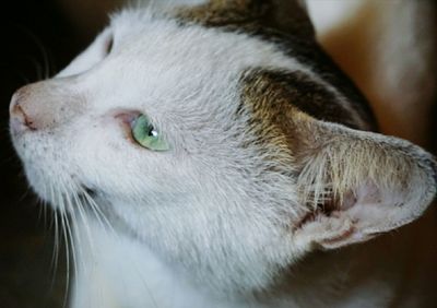 Close-up of cat