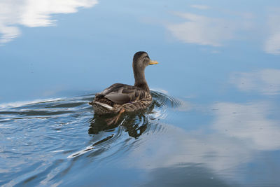 Duck swimming in lake