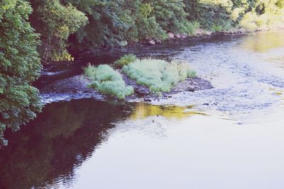 Reflection of trees in water