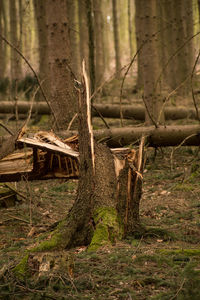 Dead tree on field in forest