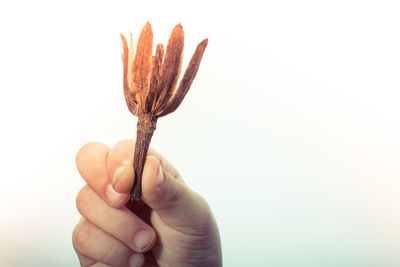 Close-up of hand holding dry flower outdoors