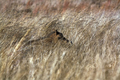 A common warthog hiding in the long grass