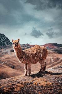 Giraffe standing on land against sky