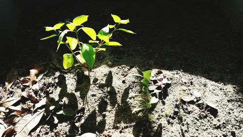 High angle view of plants growing on field