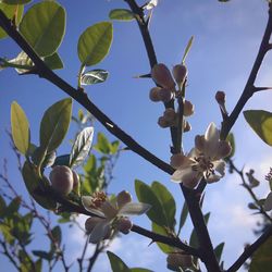 Low angle view of flower tree