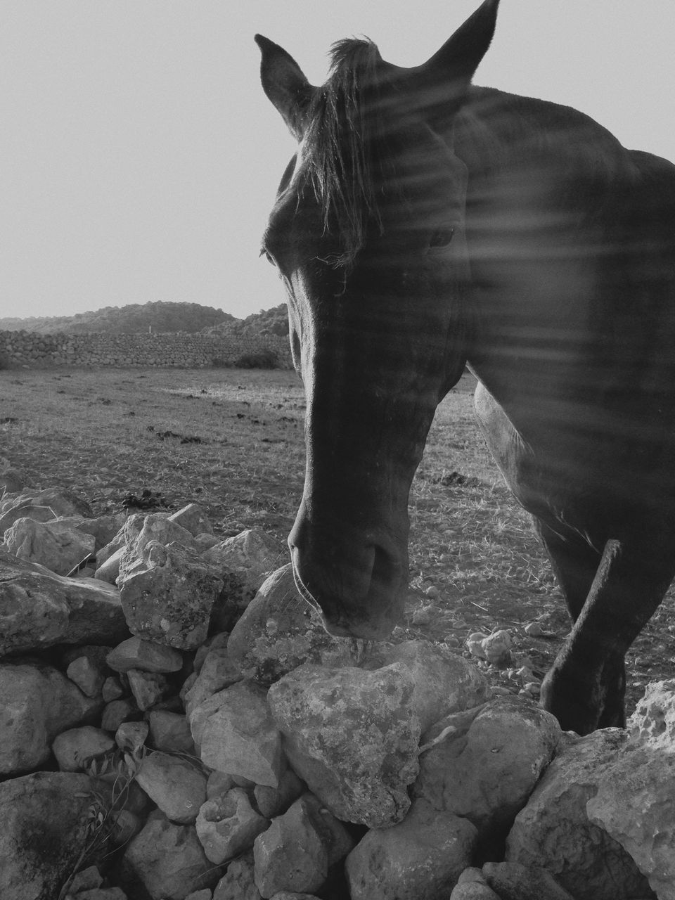 standing, mammal, animal themes, one animal, domestic animals, one person, landscape, full length, nature, rock - object, clear sky, field, horse, tranquility, sky, mountain, side view, day, outdoors, sunlight