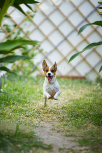 Portrait of dog on field