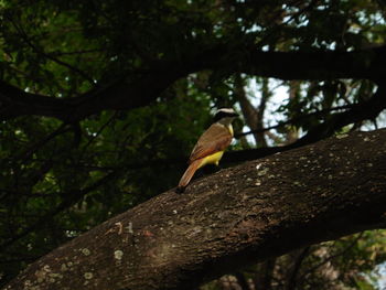 Low angle view of bird perching on tree