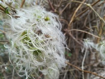 Close-up of white flowering plants on land