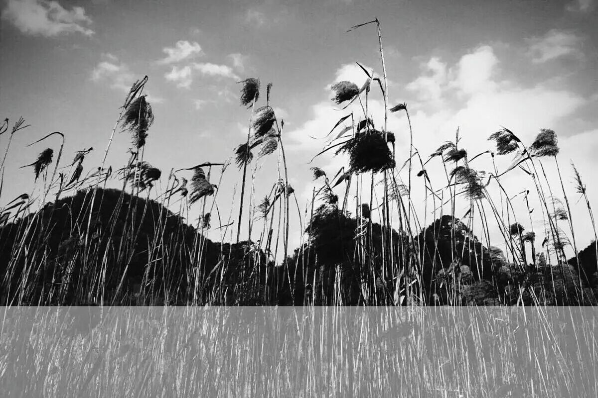 CLOSE-UP OF PLANTS GROWING IN FIELD AGAINST SKY