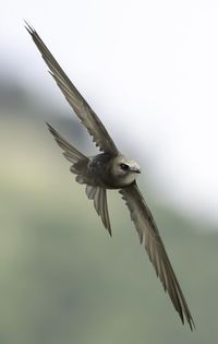 Close-up of bird flying